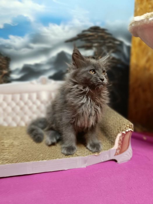 Kawaler solid Maine Coon