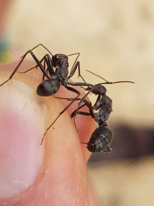 Formigueiro Didático MIRMEX – Kit Completo Pequeno Branco