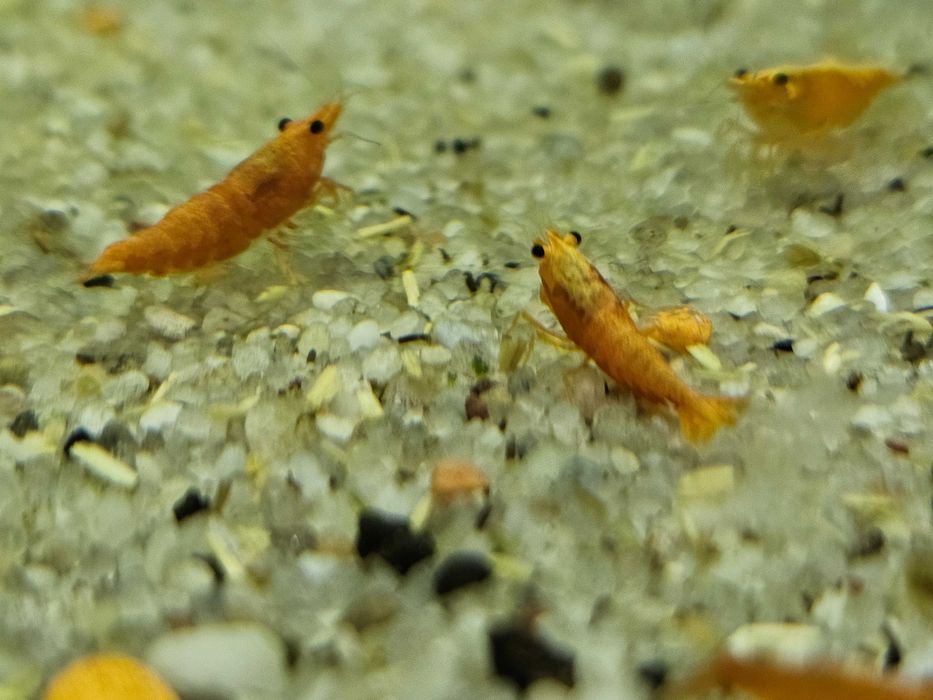 Krewetka Sakura Orange - Ładne