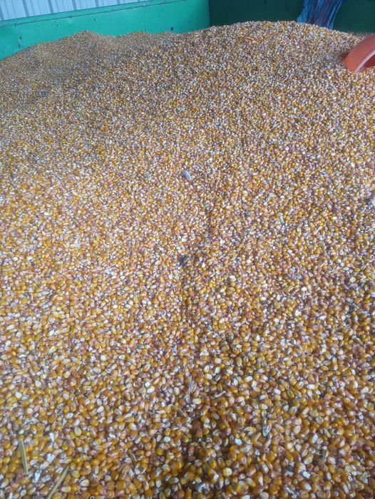 Kukurydza w całosci  gnieciona oraz śrutowana