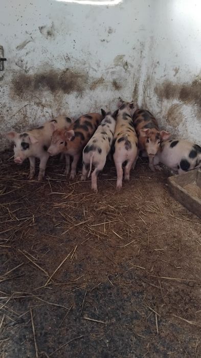 Продаються поросята