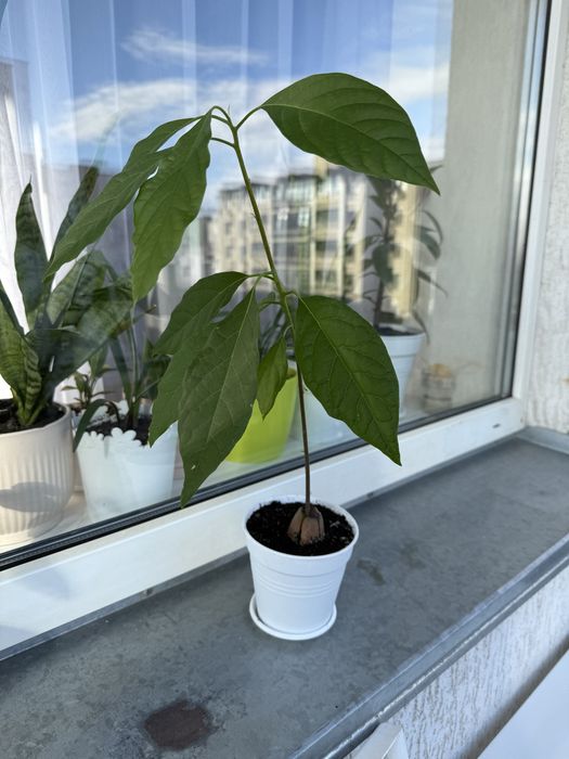 Вазонок. Дерево авокадо