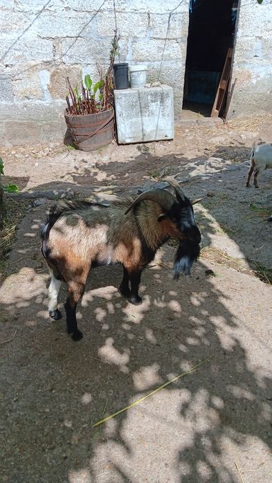 Cabrito com dois anos