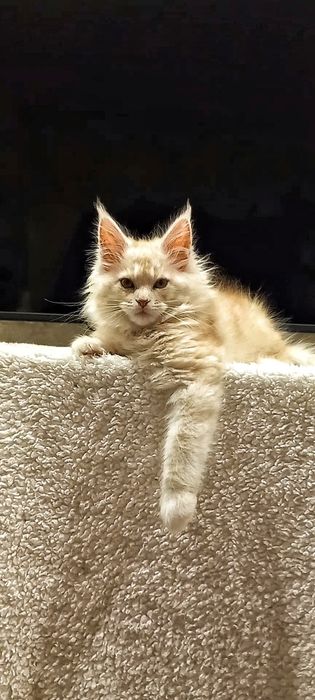 Рыжий муркотливий мейн-кун хлопчик,