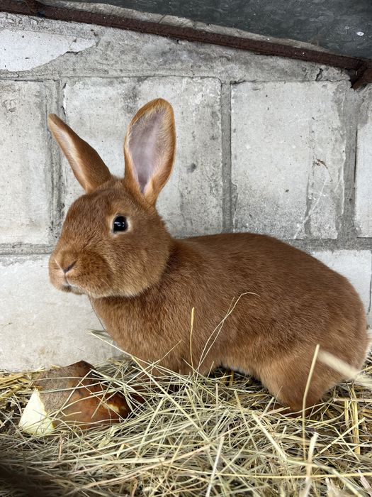 Nowozeland czerwony samiec