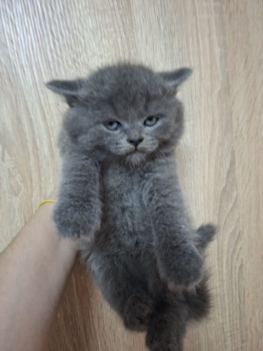 Шотландські котята