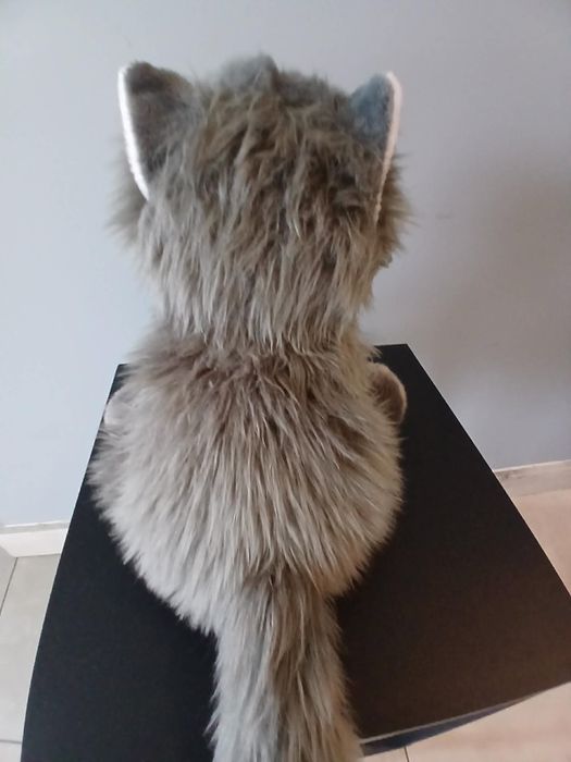 Essa cat perski