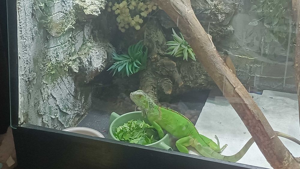 Terrarium dla legwana