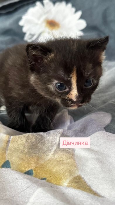 Кошенята шукають сімʼю!!!Безкоштовно!!!