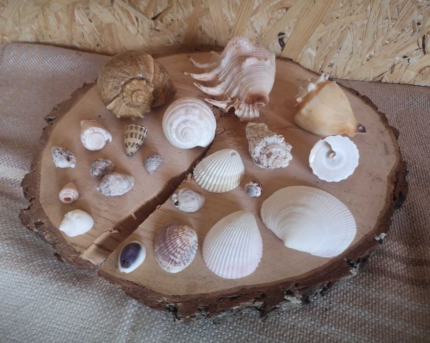 Zestaw muszli 21-częściowy