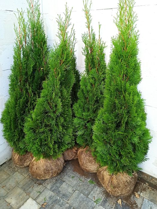 Tuja Thuja SZMARAGD z gruntu! 80-100 cm Gęsta! Polski produkt