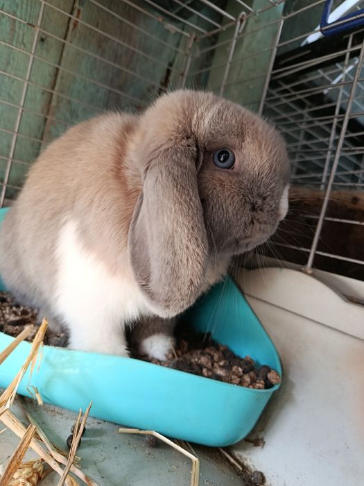 Samiec mini lop do hodowli królik samiec rozpłodowy