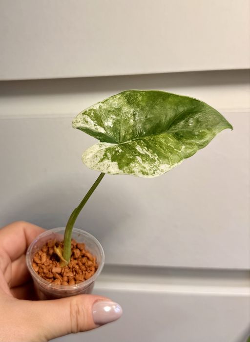 Alokazja macrorhizza splash