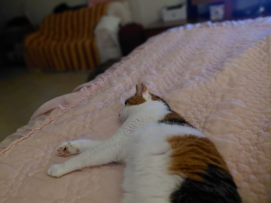 Sally- gata amorosa para adoção responsável