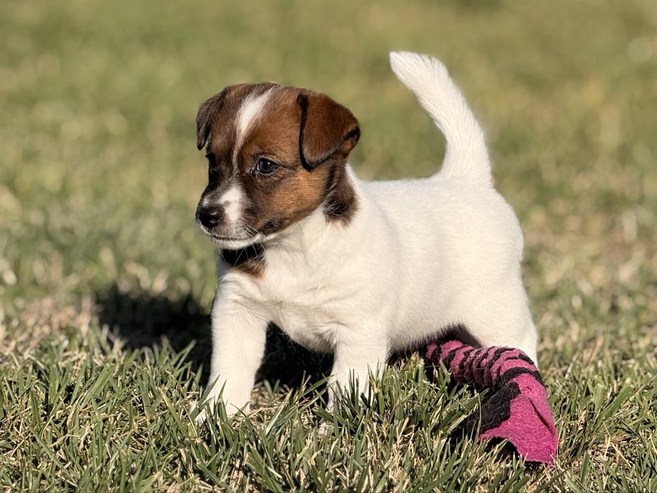Jack Russell Terrier FCI ZKwP