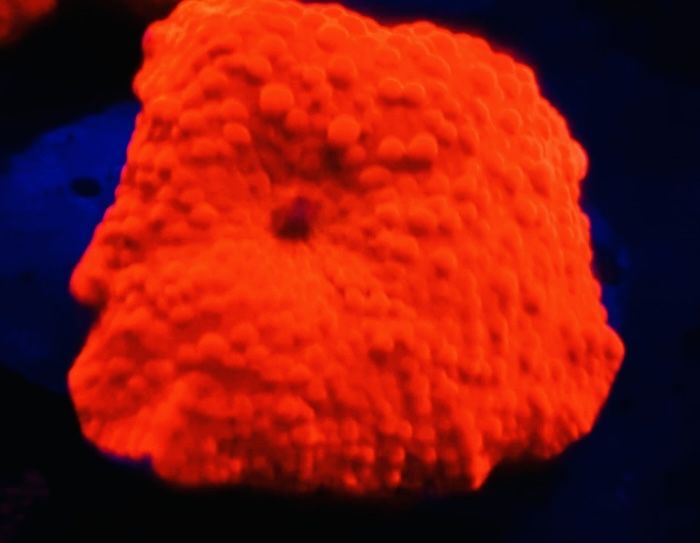 Discosoma Red -Akwarystyka Morska {Dostępny}
