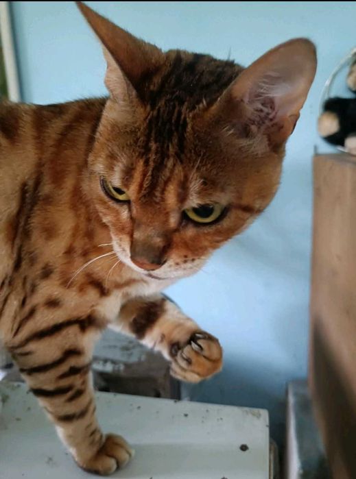 Бенгальская кошечка продается