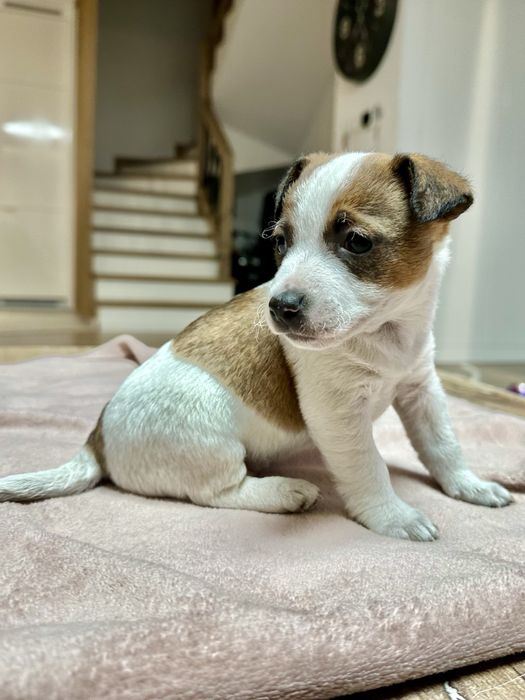 Jack Russell terrier suczka