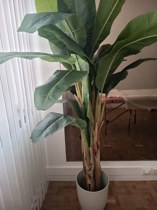 Planta bananeira