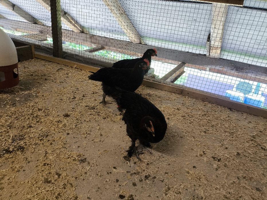 Koguty marans młode