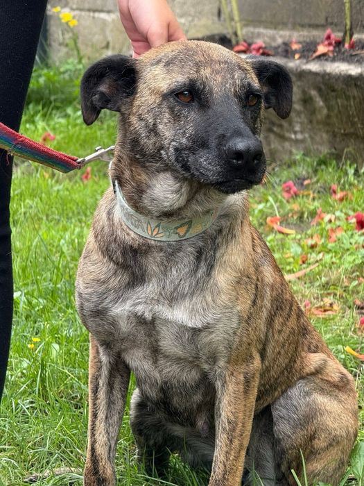 Pregowana Rysia prosi o dom