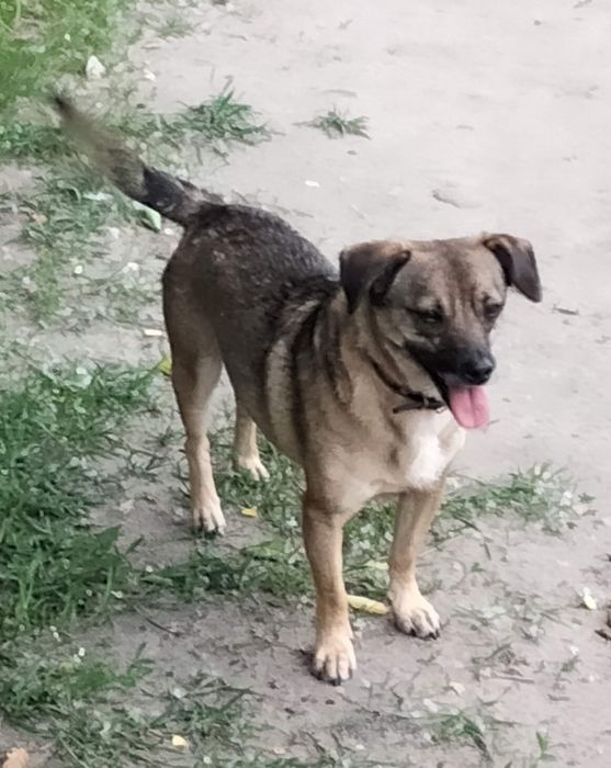 Маленький хлопчик шукає ролину