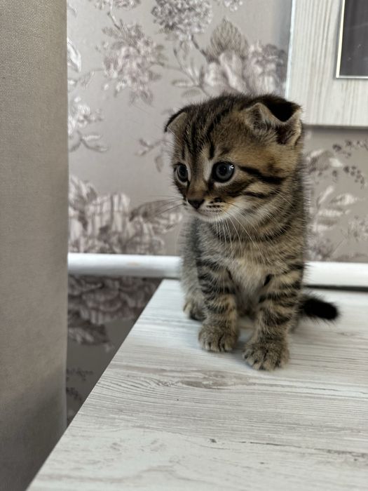 Шотландські кошенята