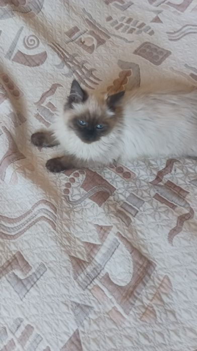 Невська маскарадна 4 міс котик і киця