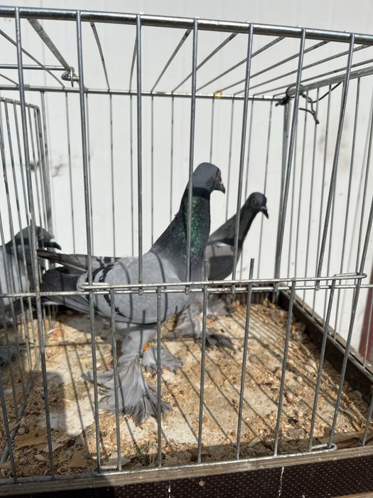 Sprzedam bociany niebieskie, grochowe, masłowe