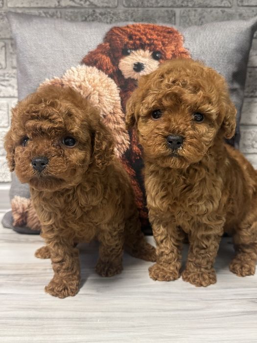 Той пудель ред браун