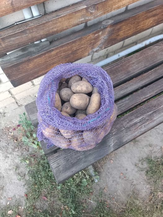 Продам картоплю "Короліва Анна"