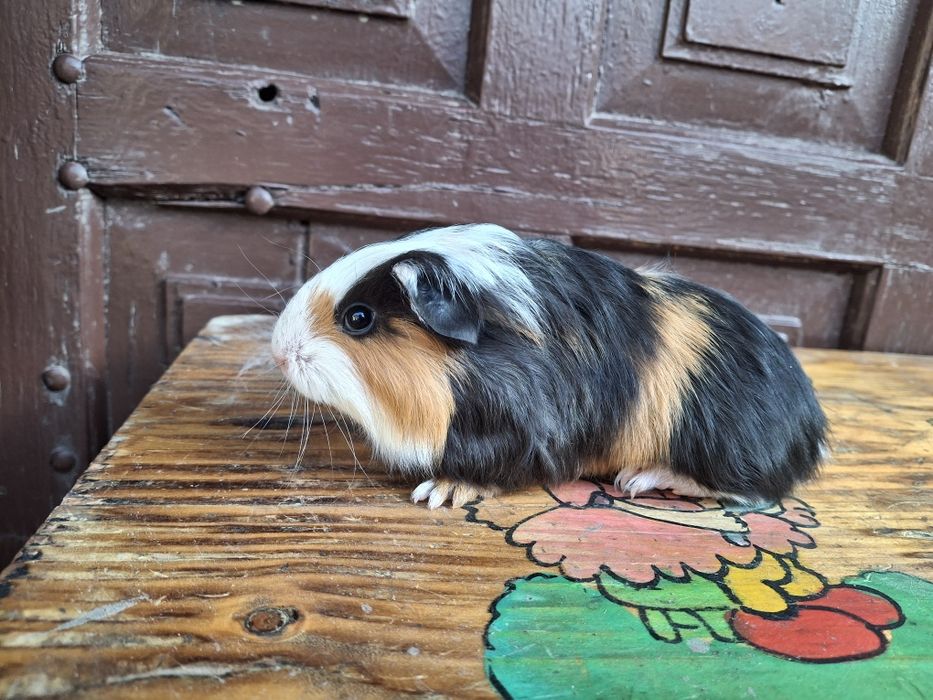 Świnka morska rozetka samiec  2 miesięczne