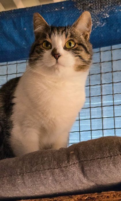 Молоді котики в добрі руки