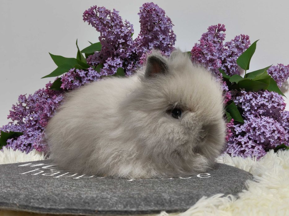Króliczki Mini Lop i karzełki Teddy.
