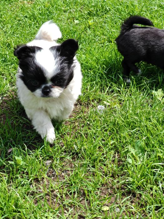 IKS biało czarny chihuahua