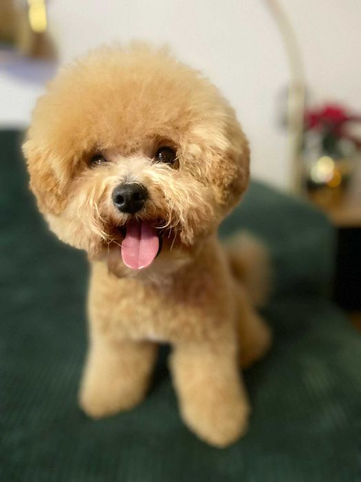 Bichpoo, Bichon Frise/Pudel TOY. SUCZKA, oboje rodzice FCI.