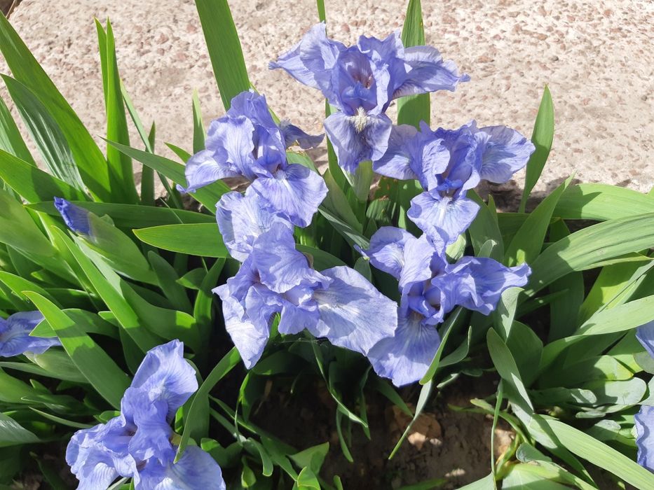Бордюрні іриси , низькорослі іриси