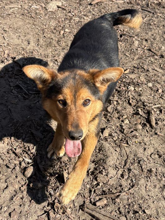 Młody pies Buddy (8 miesięcy)