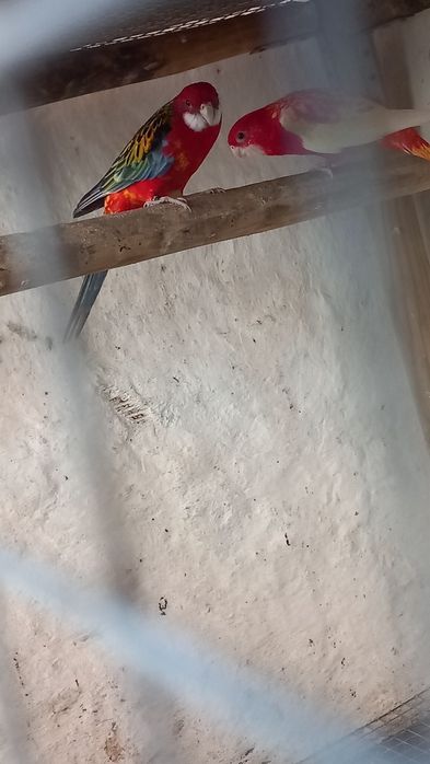 Rosela Macho vermelho