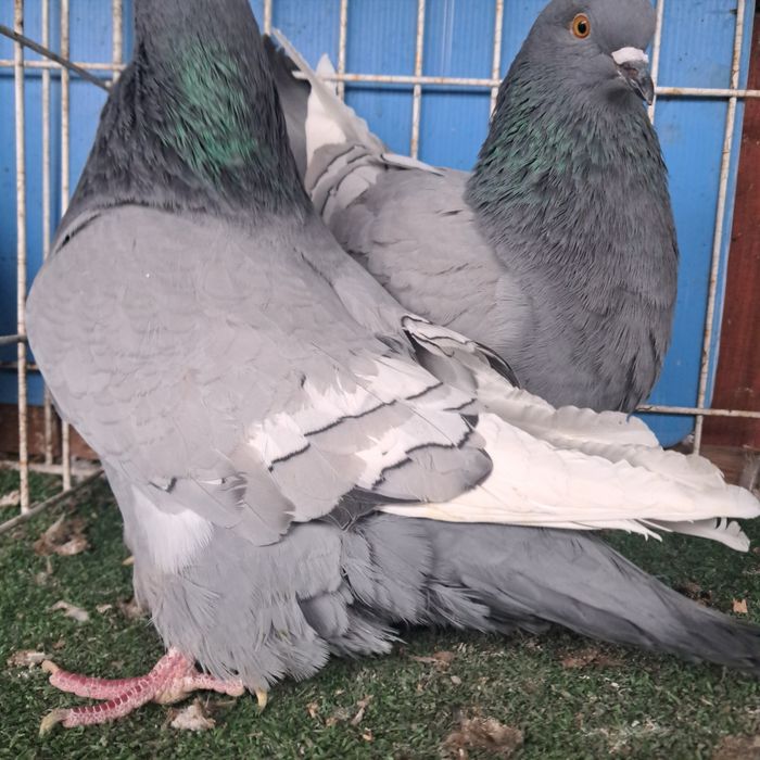 Rys rysie niebieskie białopasowe