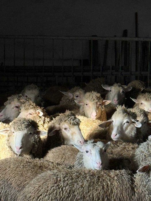 Продаж молодих баранчиків 2025 року