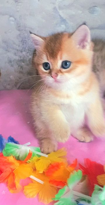 золоті шиншили котика
