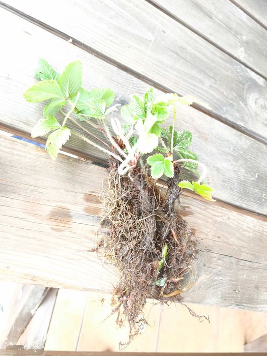Planta de Morangueiro Silvestre