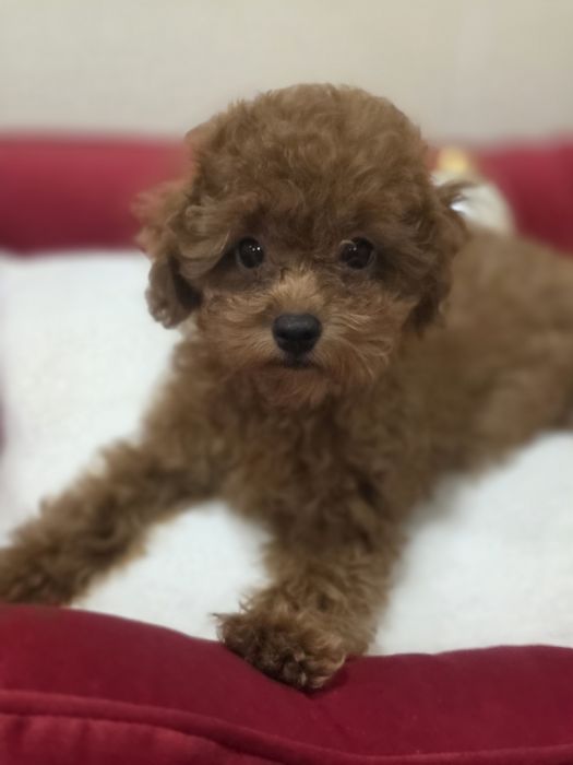 Хлопчик той пудель