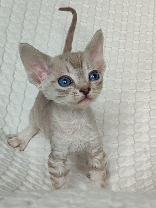 Раннє бронювання кошенят drx