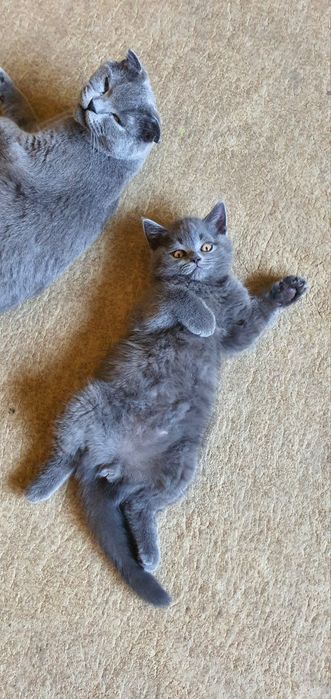 Шотландский прямоухий страйд вязка котов