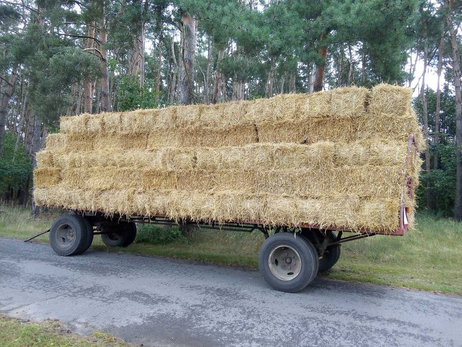 Słoma jęczmienna ,żytnia,pszenżytnia w kostkach.