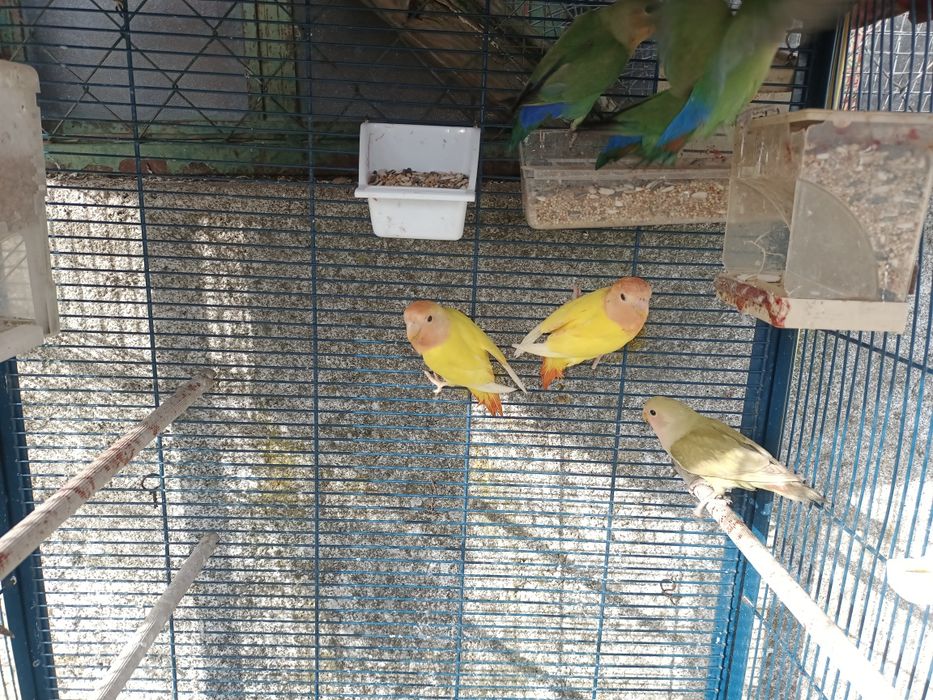 Agapornis vários tonalidades