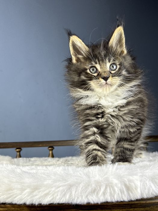 Забавный мальчик мейн кун с выращительными кисточками на ушках 1.5 мес