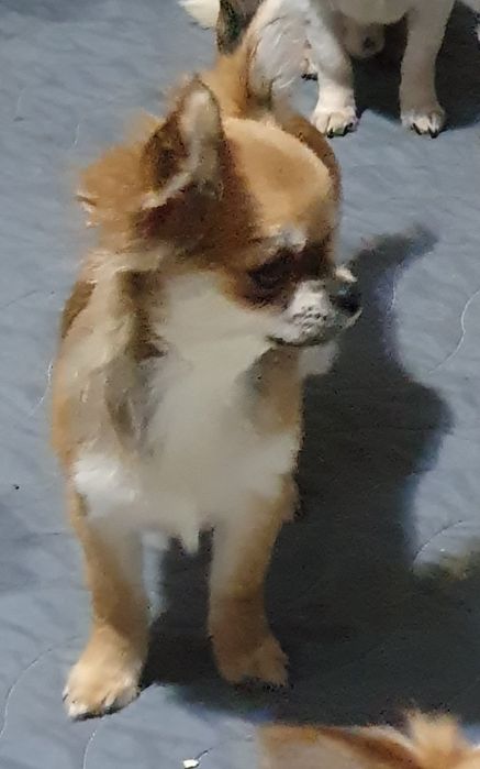 Длинношерстный мальчик чихуахуа